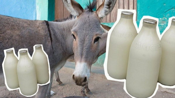 Man Sells Donkey Milk For Rs 5 000 A Litre