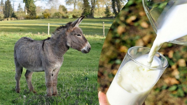 Man Sells Donkey Milk For Rs 5 000 A Litre