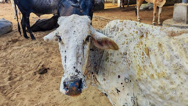 Viras Killed Over 1 Lakh Cows In India Viras Killed Over 1 Lakh Cows In India