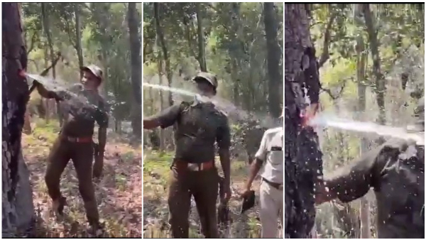 Water Gushes Out Of Tree In Forest Internet Amazed