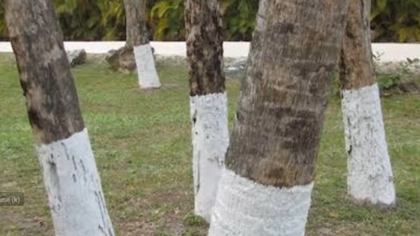 Why Are The Roadside Trees Painted Here The Answer Why Are The Roadside Trees Painted Here The Answer