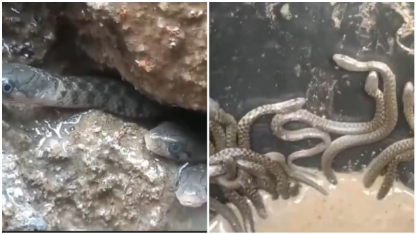 35 Snakes Found IN Bathroom Video Gone Viral