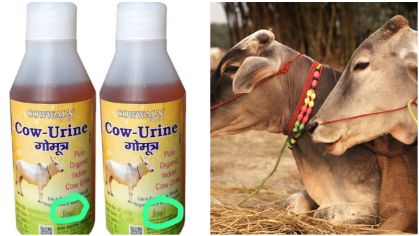 Cow Urine Not Licensed Food Safety And Quality Authority Clarifies