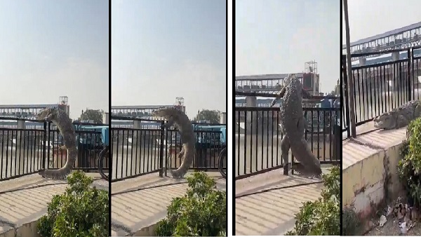 viral video of Crocodile Tries To Climb Over Railing