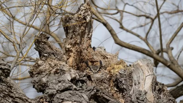 Find A Owl In This Picture Within 20 Seconds