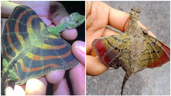 Have You Seen Flying Lizard Western Ghats Species With Wings Have You Seen Flying Lizard Western Ghats Species With Wings