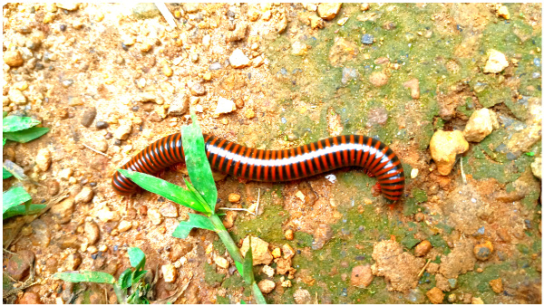 Interesting Facts About Millipedes