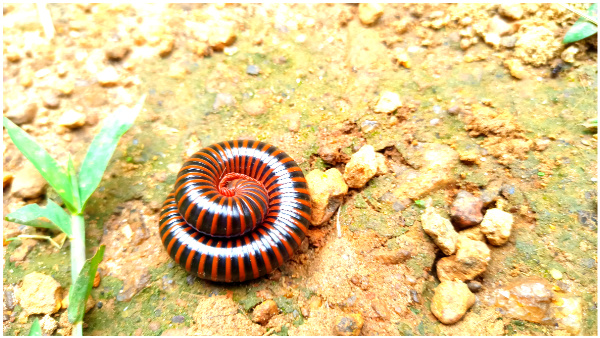 Interesting Facts About Millipedes