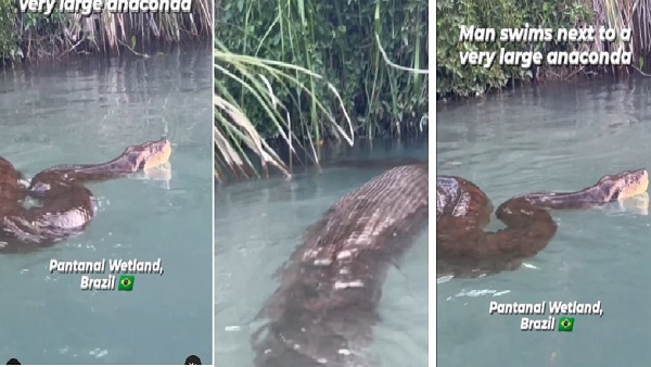 Man Swims With Giant Anaconda