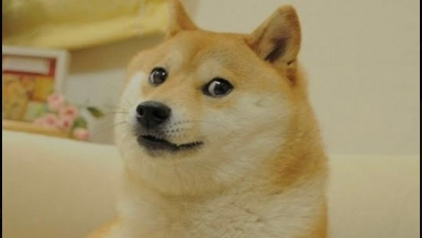 Meme Dog Famous On internet Is No More