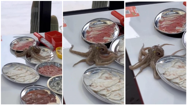 Octopus Escaped From Food Table Video Gone Viral