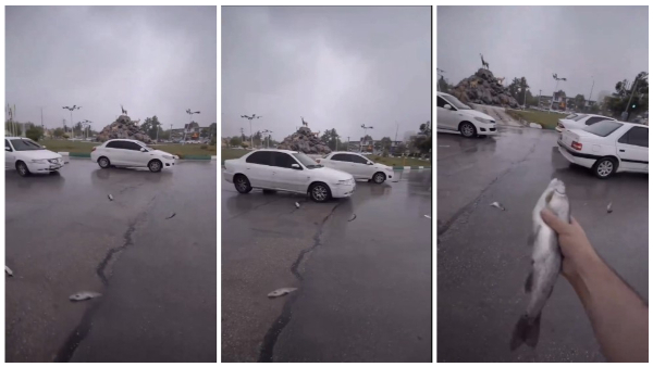 Fish Rain Leads To Amaze People Do You Know The Reason Behind The Fish Rain