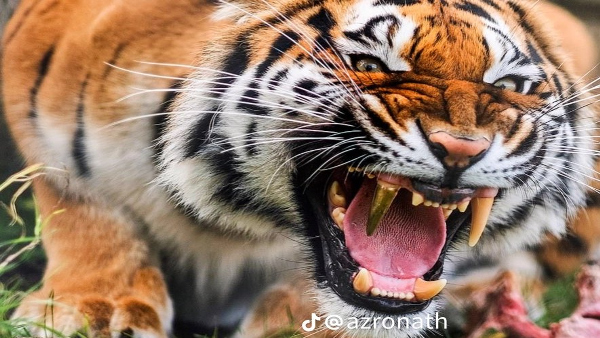 Tiger Fitted With a Gold Tooth Implant Here Is Why