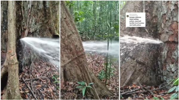 Water Flowing From Tree Netizens Amazed Water Flowing From Tree Netizens Amazed