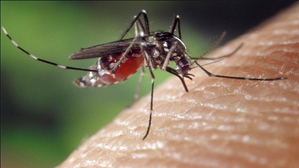 West Nile Virus Detected In Kerala