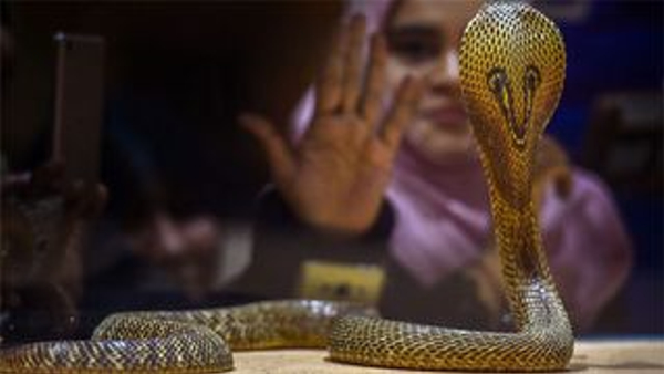 What Happens In The Body When A Snake Bites This Video Shows The Effect