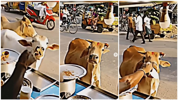 Woman Food Sellers Give Roti To Cattle In Viral Video
