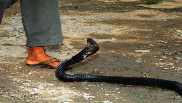 A Woman Survived Being Bitten By A Snake 6 Times A Woman Survived Being Bitten By A Snake 6 Times
