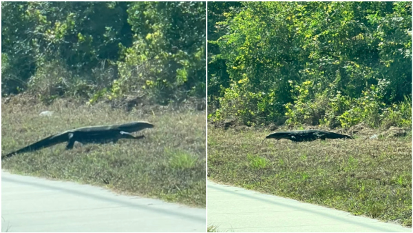 Woman Thought Alligator But It Turns As Dragon