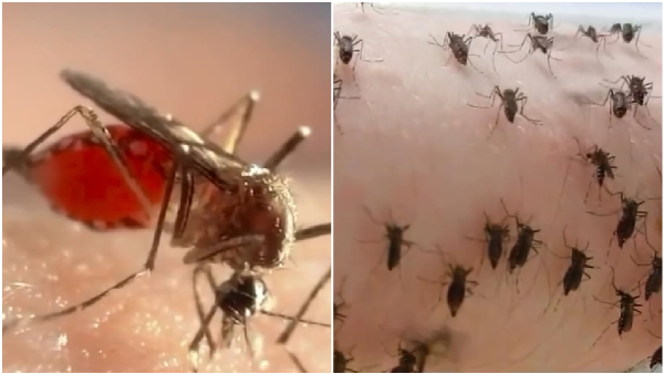 A Biologist Makes Mosquitoes Drink His Own Blood