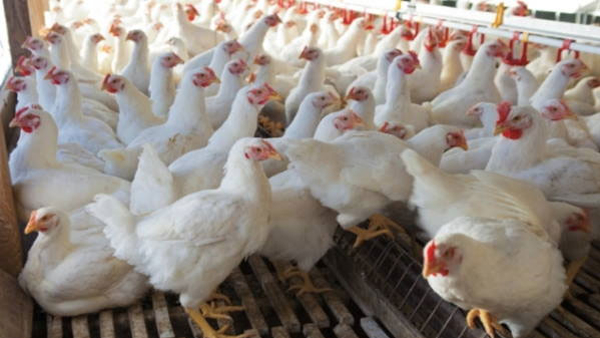 First Bird Flu Case Confirmed In India