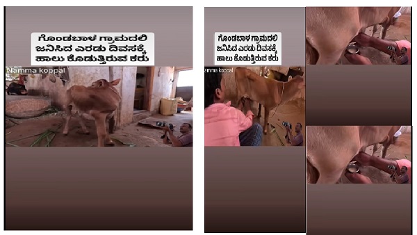 Gondabala cattle giving milk