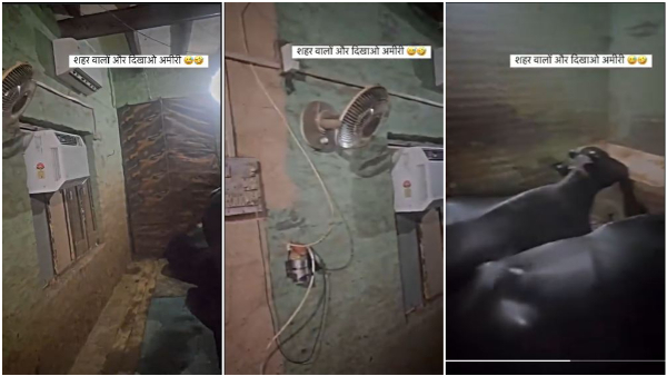 Farmer Who Installed Fan-AC For The Buffalos Video Gone Viral