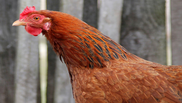 Whole Village Spends Sleepless Nights Reason Is Wild Chickens