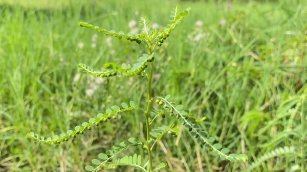 Health Benefits Of Gale of the wind Uses Of Nelanelli
