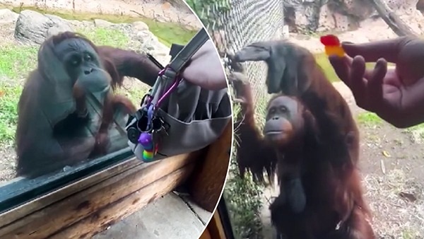 Intelligent Orangutan Asks Snacks Intelligent Orangutan Asks Snacks