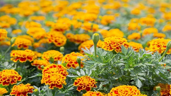 marigold flower plants