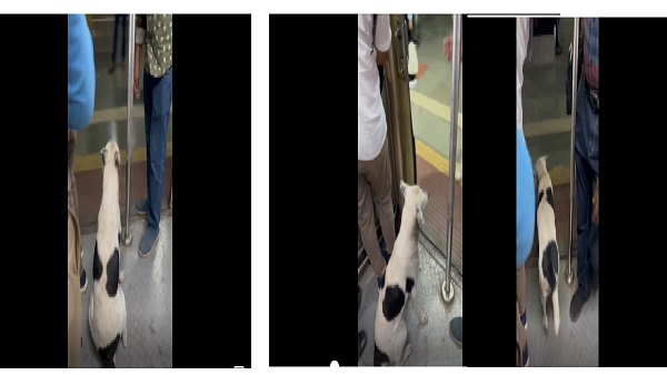 Smart Dog In Mumbai Local Train