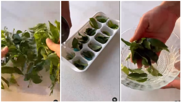 Store Curry Leaves For 6 Months With This Tricks