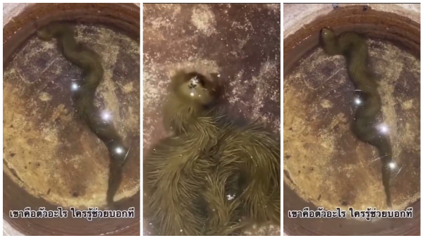 Viral Video Of Reptile Confuses People Is That Snake With Puff