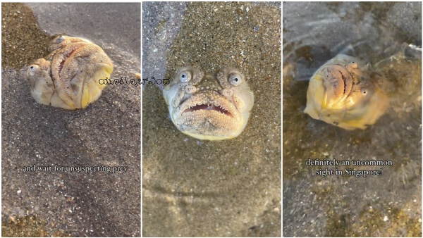 A Strange Fish With A Demonic Face Found In Seashore