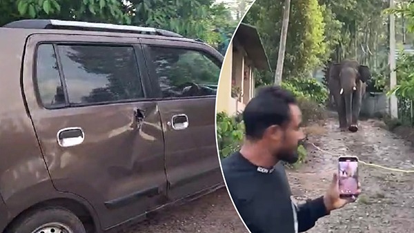 Wild Elephant 7th Hoskote