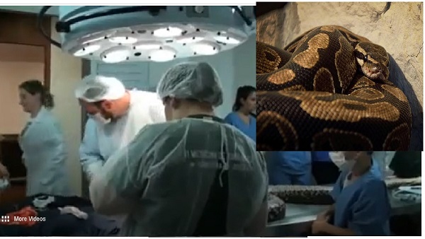Woman Found In Belly of Python