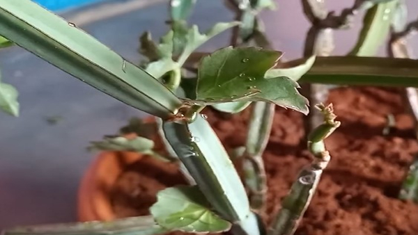 Mangaravalli Plant Fixes Broken Bones Benefits Of Mangaravalli Plant