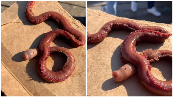 Blood Worm Found On The Seashore Blood Worm Found On The Seashore