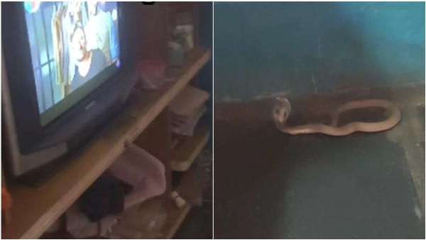 Cobra Came Inside The House And Watched TV Video Gone Viral