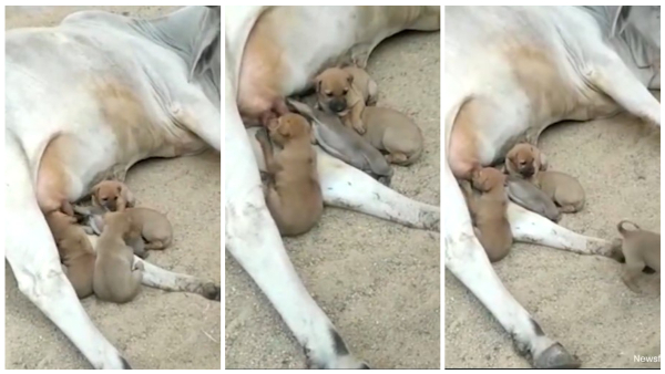 A Cow Giving Milk To Orphan Puppies Video Gone Viral