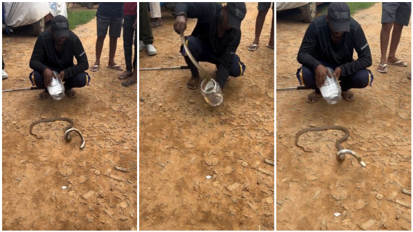 Do Snakes Have Heart Attacks Too Viral Video Sparks Debate