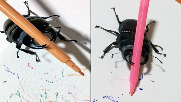 World s Most Expensive Insect Stag Beetle