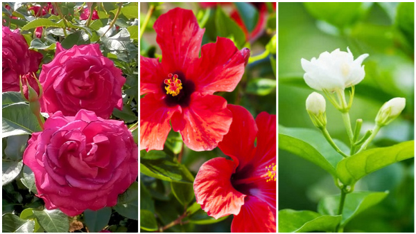 How To Grow More Flowers At Gardan Tips To Grow Flowers