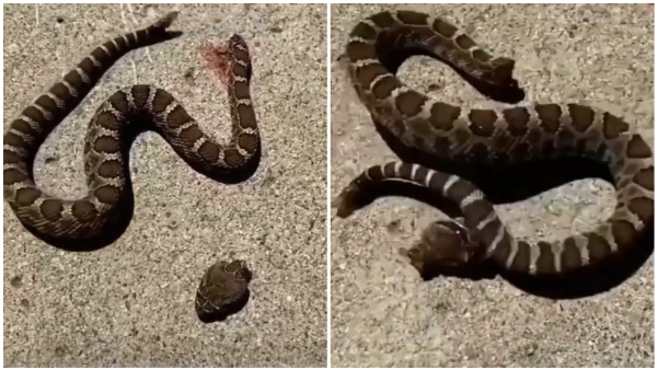 A Headless Snake That Bit Its Own Tail After Head Separated
