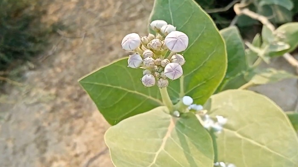 Home Remedies For Rat Bite In Kannada