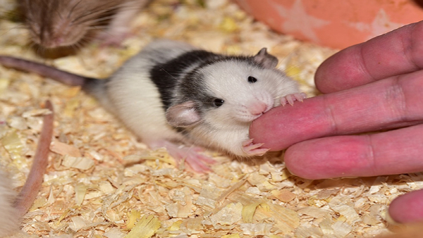 Home Remedies For Rat Bite In Kannada