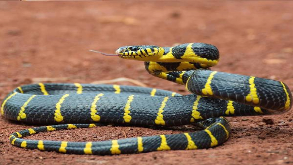Man Bites Snake Trice After It Bites Him What Happend Next