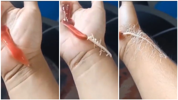 Ribbon Worm Spitting Out Tree-Like Structure Going Viral