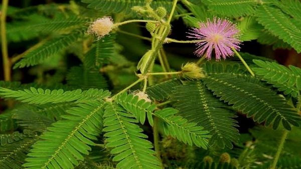 Home Remedies For Piles-Fat Lumps Removal Uses Of Touch Me Not